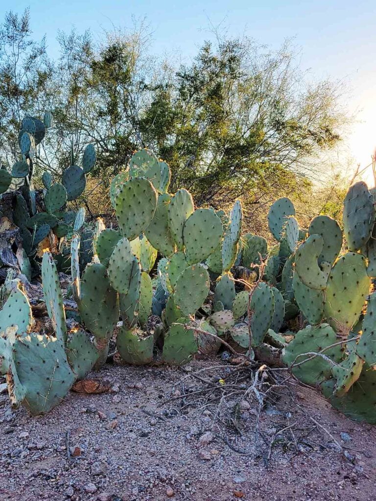 A group of cacti in the desert.