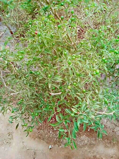 chiltepin pepper bush. 